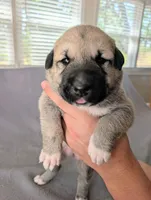 Thor, a male Anatolian Shepherd Dog for sale in Walnut Grove, MO – 5 of 7