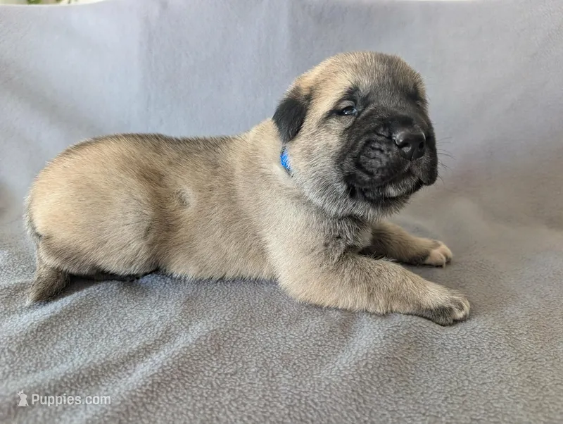 Vision – Anatolian Shepherd Dog puppy for sale in Walnut Grove, MO