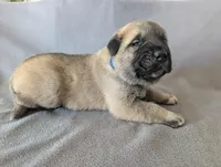 Vision, a male Anatolian Shepherd Dog for sale in Walnut Grove, MO – 1 of 6