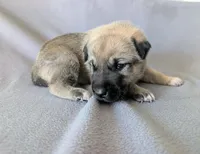 Loki, a male Anatolian Shepherd Dog for sale in Walnut Grove, MO – 3 of 8