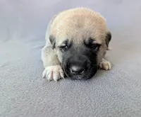 Groot, a male Anatolian Shepherd Dog for sale in Walnut Grove, MO – 2 of 5