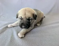 Odin, a male Anatolian Shepherd Dog for sale in Walnut Grove, MO – 2 of 6
