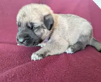 Storm, a female Anatolian Shepherd Dog for sale in Walnut Grove, MO – 5 of 7