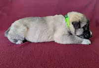 Xena, a female Anatolian Shepherd Dog for sale in Walnut Grove, MO – 5 of 6