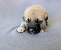 Groot, a male Anatolian Shepherd Dog for sale in Walnut Grove, MO – 3 of 5