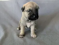 Loki, a male Anatolian Shepherd Dog for sale in Walnut Grove, MO – 7 of 8