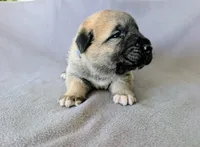 Vision, a male Anatolian Shepherd Dog for sale in Walnut Grove, MO – 6 of 6