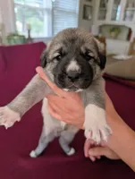Xena, a female Anatolian Shepherd Dog for sale in Walnut Grove, MO – 2 of 6