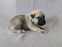 Loki, a male Anatolian Shepherd Dog for sale in Walnut Grove, MO – 2 of 8