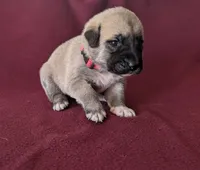 Luna, a female Anatolian Shepherd Dog for sale in Walnut Grove, MO – 2 of 5
