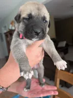 Luna, a female Anatolian Shepherd Dog for sale in Walnut Grove, MO – 5 of 5