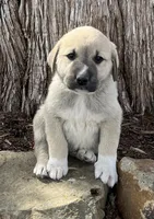Bullet, a male Anatolian Shepherd Dog for sale in Walnut Grove, MO – Photo 1 of 5