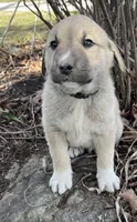 Bullet, a male Anatolian Shepherd Dog for sale in Walnut Grove, MO – Photo 3 of 5