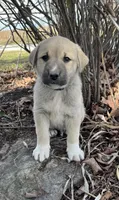 Bullet, a male Anatolian Shepherd Dog for sale in Walnut Grove, MO – Photo 5 of 5