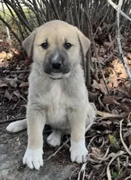 Bullet, a male Anatolian Shepherd Dog for sale in Walnut Grove, MO – Photo 2 of 5