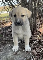 Bullet, a male Anatolian Shepherd Dog for sale in Walnut Grove, MO – Photo 4 of 5