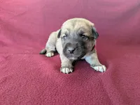 Athena, a female Anatolian Shepherd Dog for sale in Walnut Grove, MO – 3 of 7