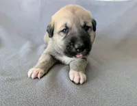 Thor, a male Anatolian Shepherd Dog for sale in Walnut Grove, MO – 4 of 7