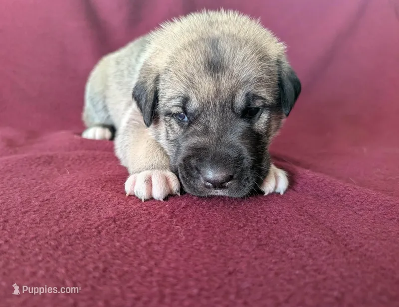 Stella – Anatolian Shepherd Dog puppy for sale in Walnut Grove, MO
