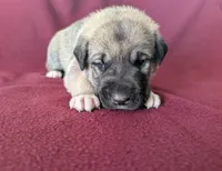 Stella, a female Anatolian Shepherd Dog for sale in Walnut Grove, MO – 1 of 6