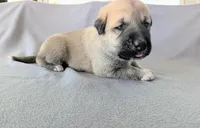 Thor, a male Anatolian Shepherd Dog for sale in Walnut Grove, MO – 7 of 7