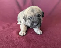 Stella, a female Anatolian Shepherd Dog for sale in Walnut Grove, MO – 2 of 6