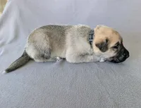 Odin, a male Anatolian Shepherd Dog for sale in Walnut Grove, MO – 3 of 6