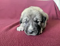 Xena, a female Anatolian Shepherd Dog for sale in Walnut Grove, MO – 6 of 6