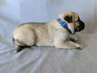 Vision, a male Anatolian Shepherd Dog for sale in Walnut Grove, MO – 5 of 6