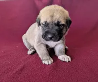 Luna, a female Anatolian Shepherd Dog for sale in Walnut Grove, MO – 4 of 5