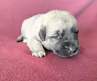 Storm, a female Anatolian Shepherd Dog for sale in Walnut Grove, MO – 6 of 7
