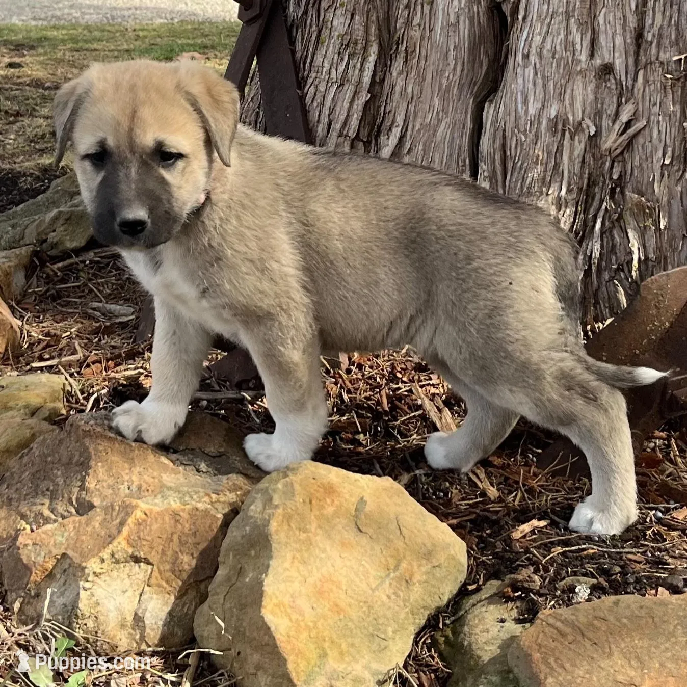 Beauty, a female Anatolian Shepherd Dog for sale in Walnut Grove, MO – Photo 5 of 5