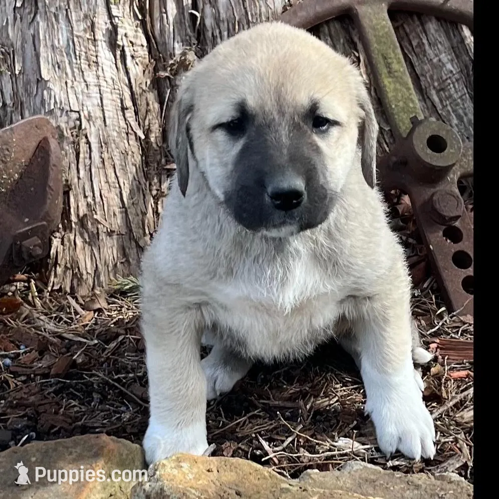 Beauty, a female Anatolian Shepherd Dog for sale in Walnut Grove, MO – Photo 2 of 5