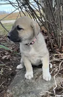 Beauty, a female Anatolian Shepherd Dog for sale in Walnut Grove, MO – Photo 4 of 5