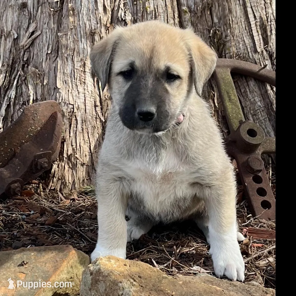 Beauty, a female Anatolian Shepherd Dog for sale in Walnut Grove, MO – Photo 3 of 5