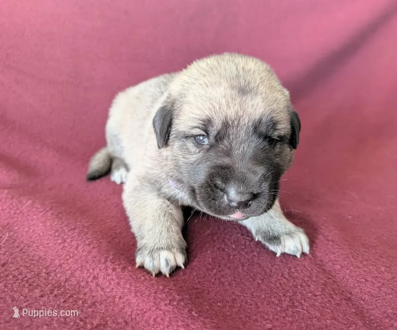 Storm – Anatolian Shepherd Dog puppy for sale in Walnut Grove, MO