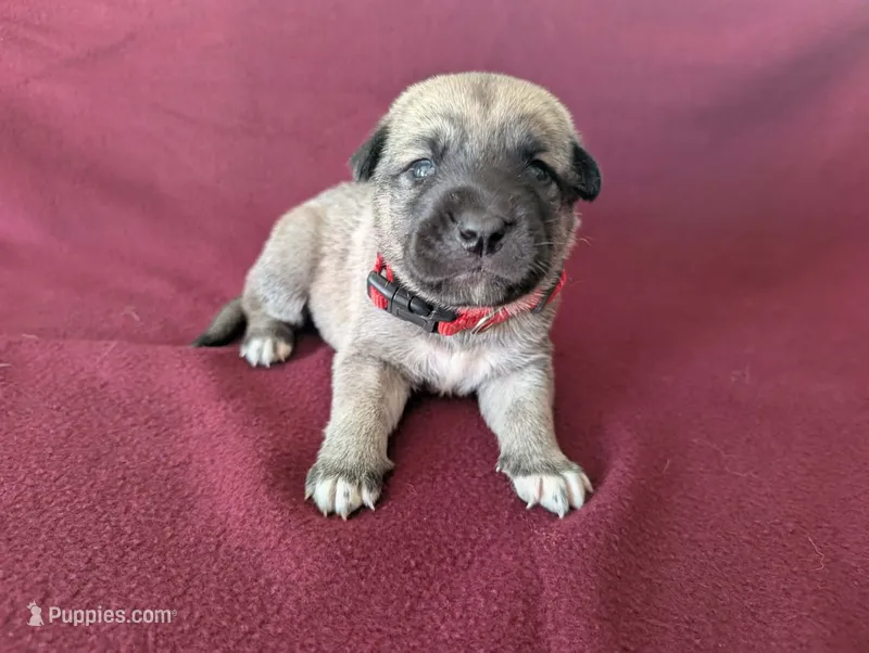 Athena – Anatolian Shepherd Dog puppy for sale in Walnut Grove, MO