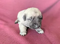 Storm, a female Anatolian Shepherd Dog for sale in Walnut Grove, MO – 4 of 7