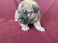 Stella, a female Anatolian Shepherd Dog for sale in Walnut Grove, MO – 4 of 6