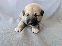 Thor, a male Anatolian Shepherd Dog for sale in Walnut Grove, MO – 2 of 7