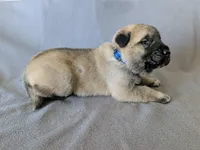 Vision, a male Anatolian Shepherd Dog for sale in Walnut Grove, MO – 4 of 6