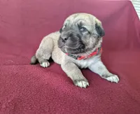 Athena, a female Anatolian Shepherd Dog for sale in Walnut Grove, MO – 7 of 7