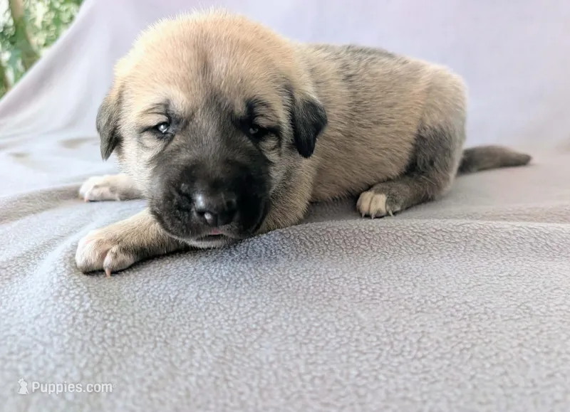 Odin – Anatolian Shepherd Dog puppy for sale in Walnut Grove, MO