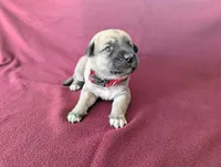 Athena, a female Anatolian Shepherd Dog for sale in Walnut Grove, MO – 4 of 7