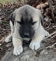 Bella, a female Anatolian Shepherd Dog for sale in Walnut Grove, MO – Photo 2 of 6