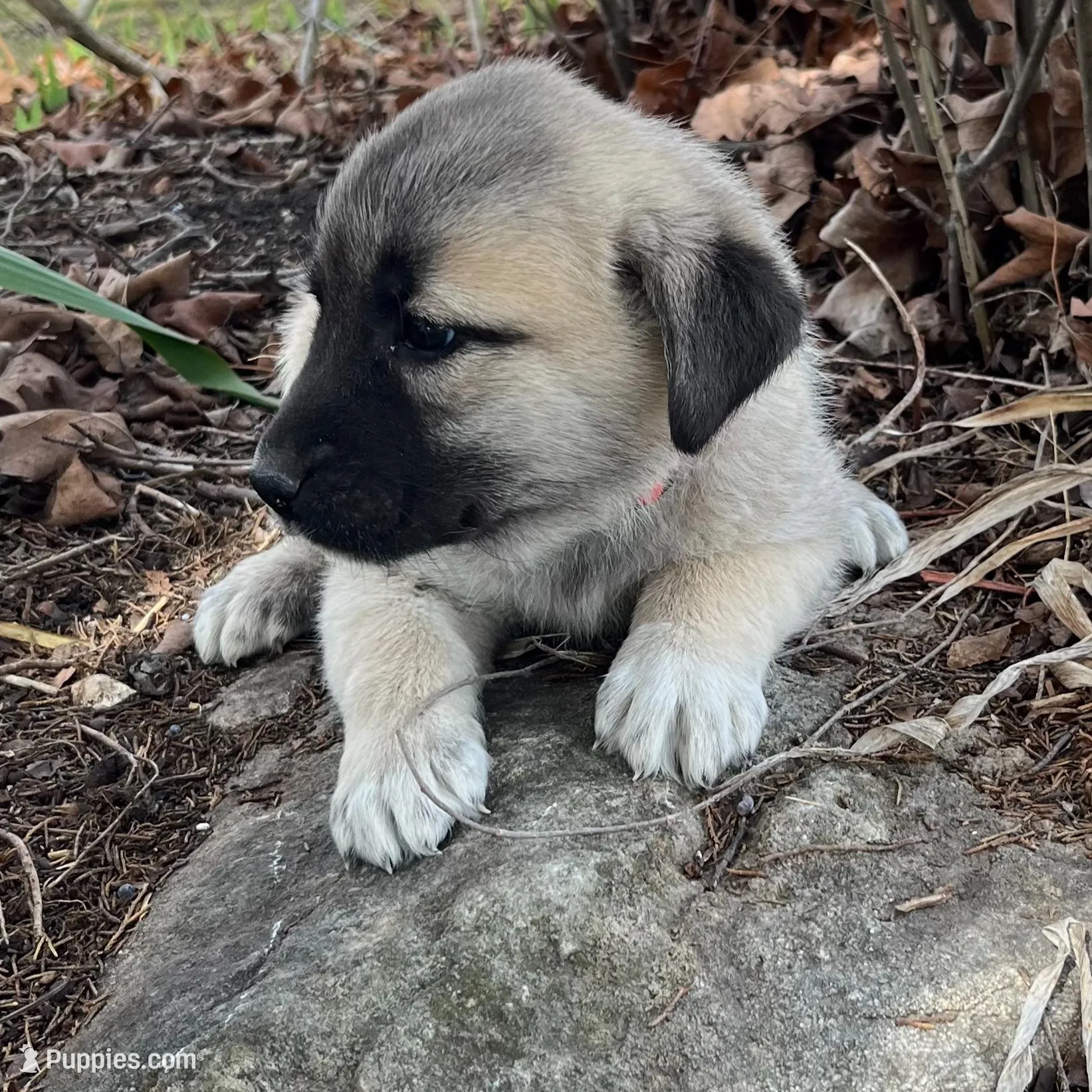 Bella, a female Anatolian Shepherd Dog for sale in Walnut Grove, MO – Photo 5 of 6