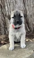 Bella, a female Anatolian Shepherd Dog for sale in Walnut Grove, MO – Photo 1 of 6