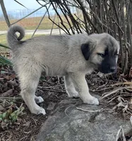 Bella, a female Anatolian Shepherd Dog for sale in Walnut Grove, MO – Photo 4 of 6