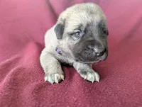 Storm, a female Anatolian Shepherd Dog for sale in Walnut Grove, MO – 2 of 7