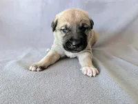 Loki, a male Anatolian Shepherd Dog for sale in Walnut Grove, MO – 6 of 8